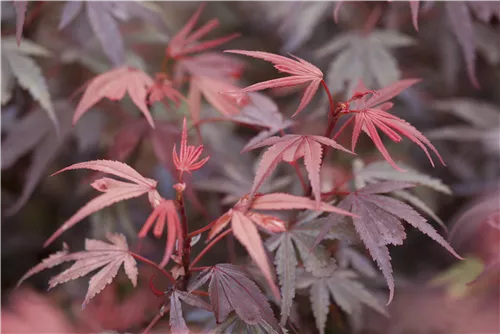 Fächerahorn 'Shaina' - Acer palmatum 'Shaina'