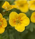 Gemeiner Fingerstrauch - Potentilla fruticosa 'Mango Tango'