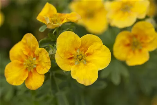 Gemeiner Fingerstrauch - Potentilla fruticosa 'Mango Tango'