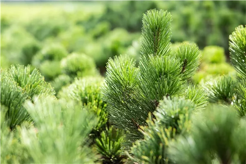 Bosnische Kiefer 'Satellit' - Pinus heldreichii 'Satellit'