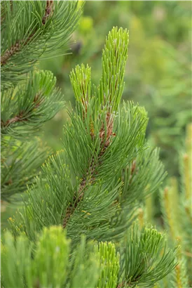 Bosnische Kiefer 'Satellit' - Pinus heldreichii 'Satellit'