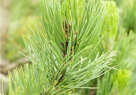 Pinus heldreichii 'Satellit' - Bosnische Kiefer 'Satellit'