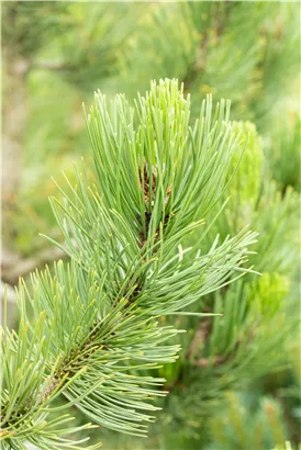 Bosnische Kiefer 'Satellit' - Pinus heldreichii 'Satellit'