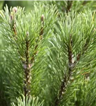 Berg-Kiefer 'Carsten's Wintergold' - Pinus mugo 'Carsten's Wintergold'