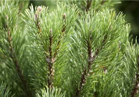 Pinus mugo 'Carsten' - Berg-Kiefer 'Carsten's Wintergold'