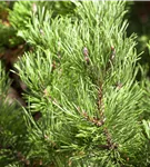 Berg-Kiefer 'Carsten's Wintergold' - Pinus mugo 'Carsten's Wintergold'