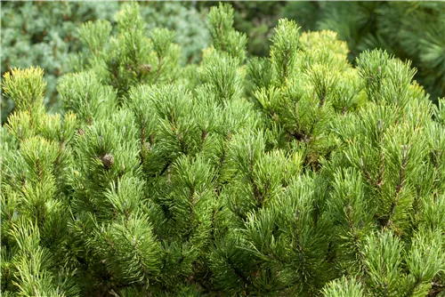 Berg-Kiefer 'Carsten's Wintergold' - Pinus mugo 'Carsten's Wintergold'