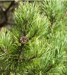 Berg-Kiefer 'Carsten's Wintergold' - Pinus mugo 'Carsten's Wintergold'