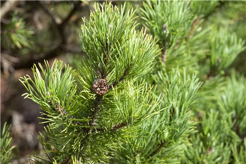 Berg-Kiefer 'Carsten's Wintergold' - Pinus mugo 'Carsten's Wintergold'