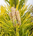 Berg-Kiefer 'Carsten's Wintergold' - Pinus mugo 'Carsten's Wintergold'