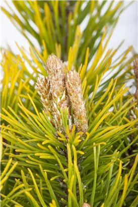 Berg-Kiefer 'Carsten's Wintergold' - Pinus mugo 'Carsten's Wintergold'