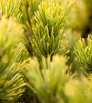 Berg-Kiefer 'Carsten's Wintergold' - Pinus mugo 'Carsten's Wintergold'