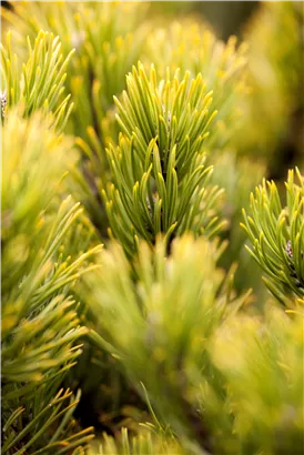 Berg-Kiefer 'Carsten's Wintergold' - Pinus mugo 'Carsten's Wintergold'