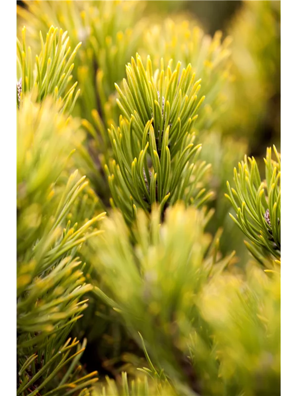 Berg-Kiefer 'Ophir' - Pinus mugo 'Ophir'