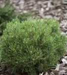 Haken-Kiefer 'Heideperle' - Pinus mugo 'Heideperle'