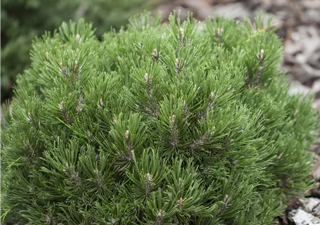 Pinus mugo 'Heideperle' - Haken-Kiefer 'Heideperle'