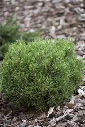 Haken-Kiefer 'Heideperle' - Pinus mugo 'Heideperle'