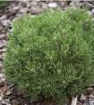 Haken-Kiefer 'Heideperle' - Pinus mugo 'Heideperle'