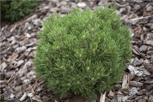 Haken-Kiefer 'Heideperle' - Pinus mugo 'Heideperle'