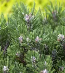 Haken-Kiefer 'Heideperle' - Pinus mugo 'Heideperle'