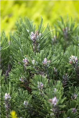 Haken-Kiefer 'Heideperle' - Pinus mugo 'Heideperle'