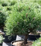 Haken-Kiefer 'Heideperle' - Pinus mugo 'Heideperle'