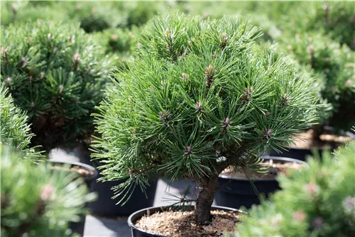 Haken-Kiefer 'Heideperle' - Pinus mugo 'Heideperle'