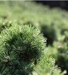 Haken-Kiefer 'Heideperle' - Pinus mugo 'Heideperle'