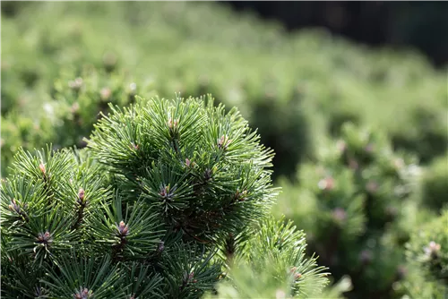 Haken-Kiefer 'Heideperle' - Pinus mugo 'Heideperle'