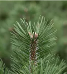 Haken-Kiefer 'Heideperle' - Pinus mugo 'Heideperle'