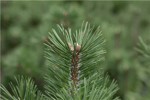 Haken-Kiefer 'Heideperle' - Pinus mugo 'Heideperle'