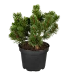 Haken-Kiefer 'Heideperle' - Pinus mugo 'Heideperle'