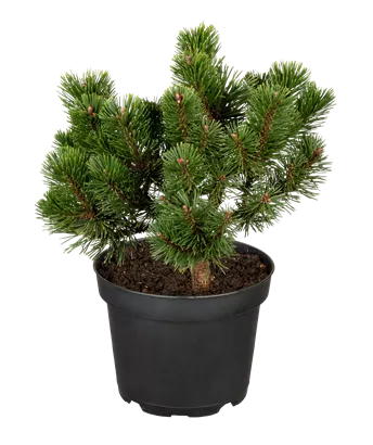 Haken-Kiefer 'Heideperle' - Pinus mugo 'Heideperle'