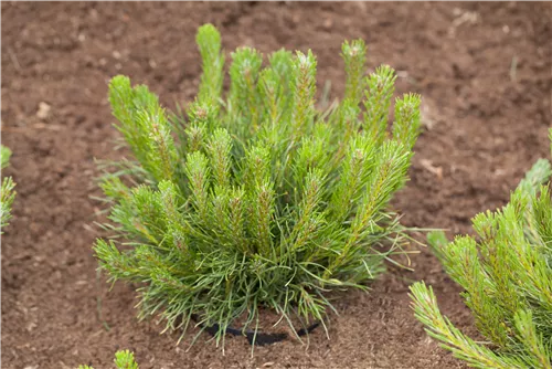 Niedrige Krüppelkiefer - Pinus mugo pumilio