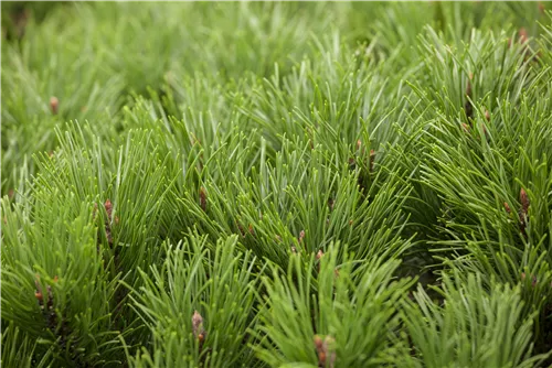 Niedrige Krüppelkiefer - Pinus mugo pumilio