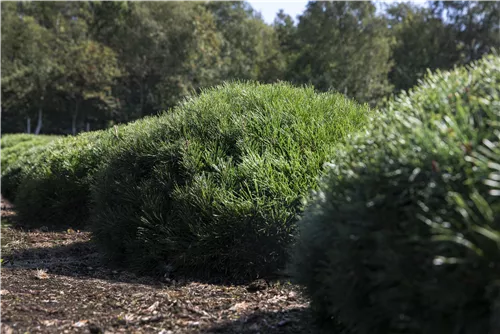 Niedrige Krüppelkiefer - Pinus mugo pumilio