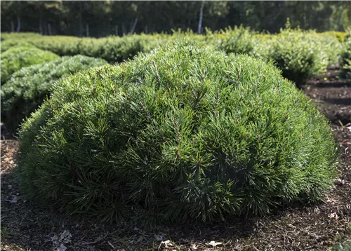 Niedrige Krüppelkiefer - Pinus mugo pumilio