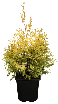 Lebensbaum 'Yellow Ribbon' - Thuja occidentalis 'Yellow Ribbon' - Heckenpflanzen