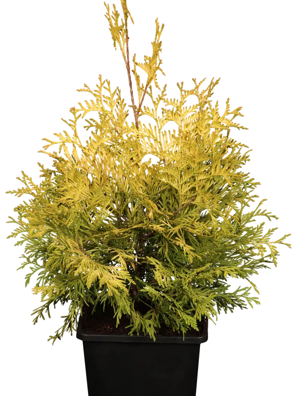 Lebensbaum 'Yellow Ribbon' - Thuja occidentalis 'Yellow Ribbon' - Heckenpflanzen