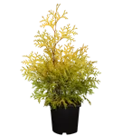 Lebensbaum 'Yellow Ribbon' - Thuja occidentalis 'Yellow Ribbon' - Heckenpflanzen