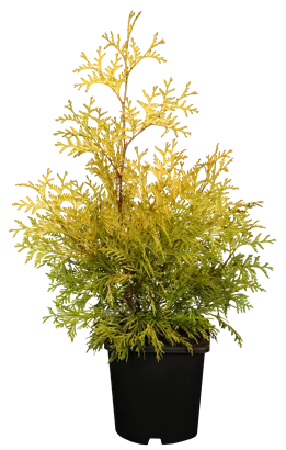 Lebensbaum 'Yellow Ribbon' - Thuja occidentalis 'Yellow Ribbon' - Heckenpflanzen