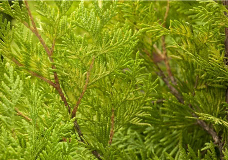 Thuja occidentalis 'Yellow Ribbon' - Heckenpflanzen - Lebensbaum 'Yellow Ribbon'