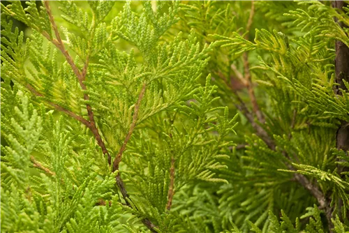 Lebensbaum 'Yellow Ribbon' - Thuja occidentalis 'Yellow Ribbon' - Heckenpflanzen