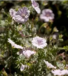 Gestreifter Storchschnabel - Geranium sanguineum striatum