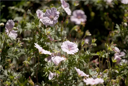 Gestreifter Storchschnabel - Geranium sanguineum striatum