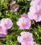 Gestreifter Storchschnabel - Geranium sanguineum striatum