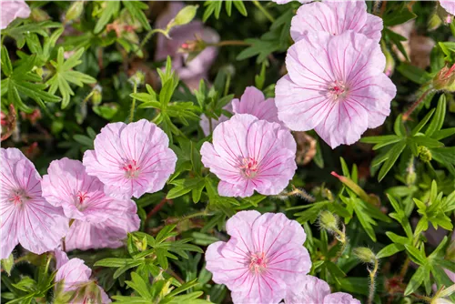 Gestreifter Storchschnabel - Geranium sanguineum striatum