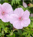 Gestreifter Storchschnabel - Geranium sanguineum striatum