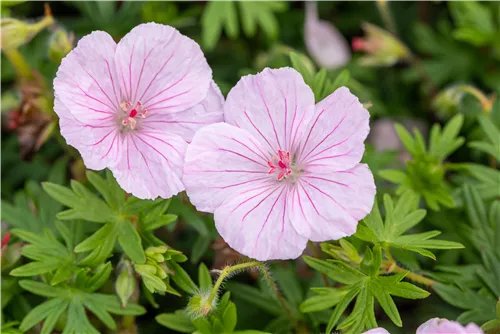 Gestreifter Storchschnabel - Geranium sanguineum striatum