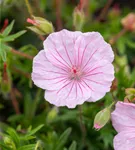 Gestreifter Storchschnabel - Geranium sanguineum striatum